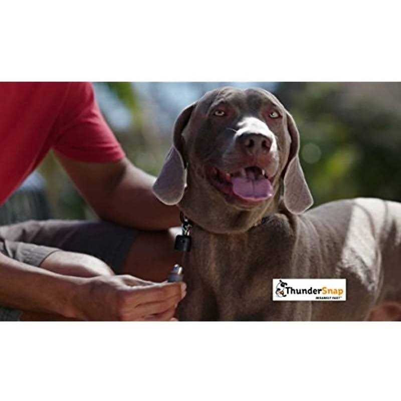 Quick-Connect Dog Leash K10825